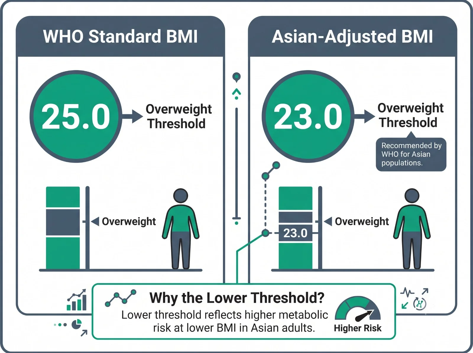 Free BMI Calculator: What Your Body Mass Index Means and What to Do With It
